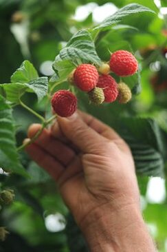 frische Himbeeren frische Himbeeren